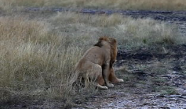 狮子交配视频,揭秘交配过程